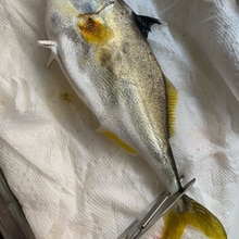実は簡単 ギマの捌き方 レシピ 作り方 By 魚魚まんま 楽天レシピ 実は簡単 ギマの捌き方 レシピ 作り方 By 魚魚まんま 楽天レシピ